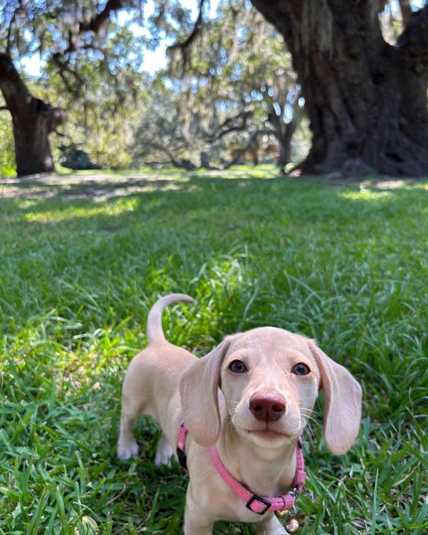 Adorable Dachshund Puppy